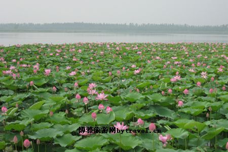 李營(yíng)被譽(yù)為中國(guó)十大苗木之鄉(xiāng)之一